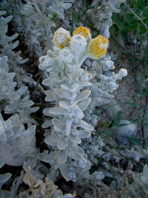 Achillea maritima / Santolina delle spiagge